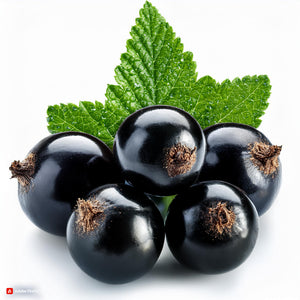 Blackcurrant Menthol Concentrate - 100ml Bottle - Mix n Match - Buy 4 Get 1 Free on all Flavours!
