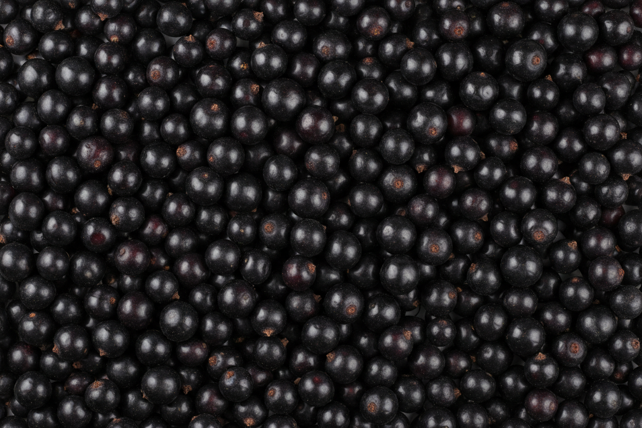 Blackcurrant professional image