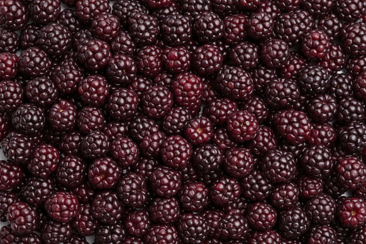 Boysenberry professional image